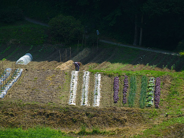Une ferme au Japon indépendante énergétiquement, photo de Marc Duployer